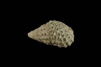 藏品(白葚蟹守螺)的圖片